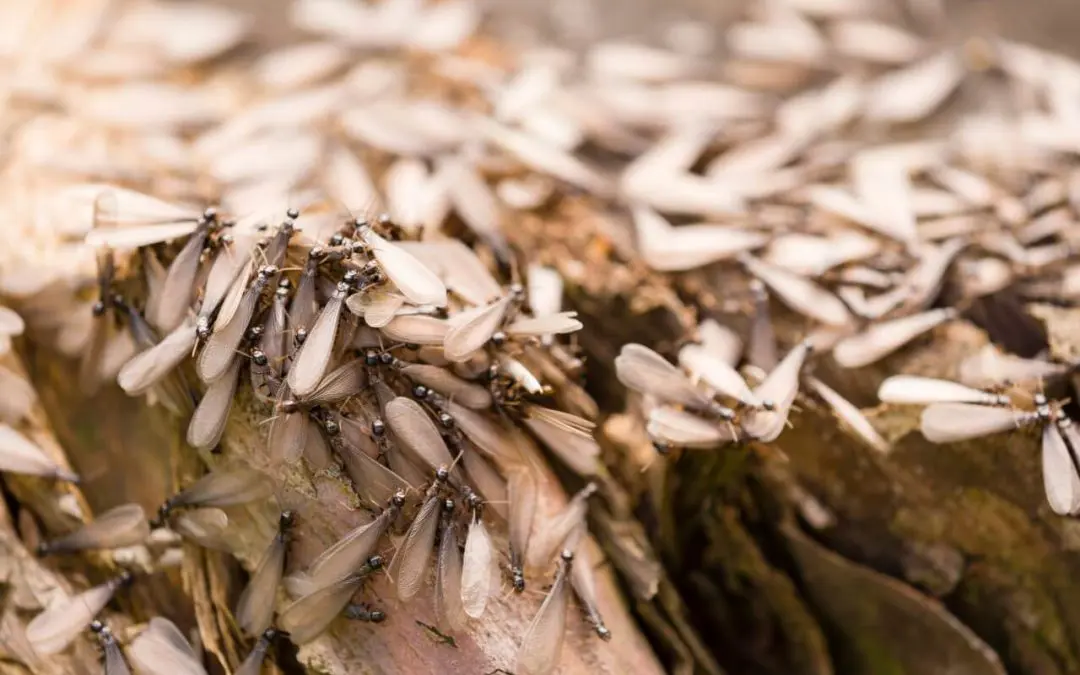 termites in the home