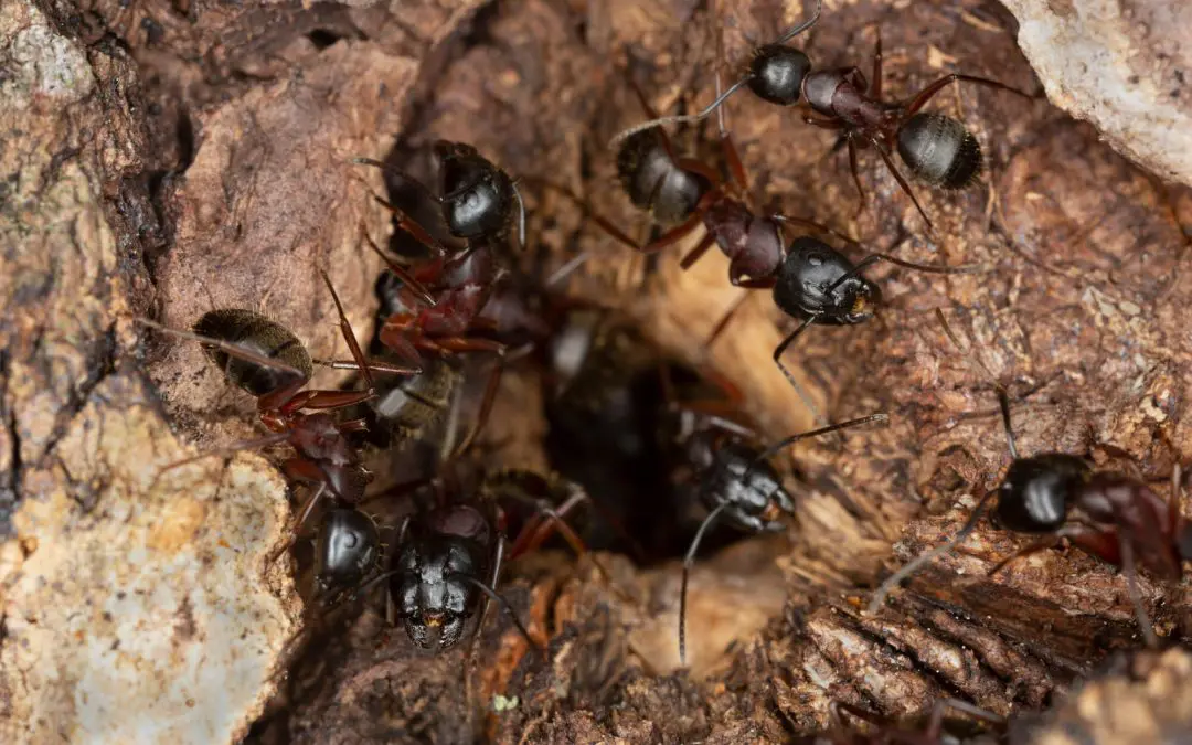 winter pest prevention