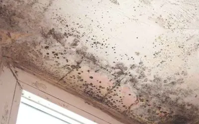 Hidden in Plain Sight: Signs of Mold Every Homeowner Should Watch For
