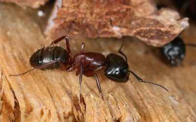 3 Wood-Destroying Insects: Protecting Your Home from Pests