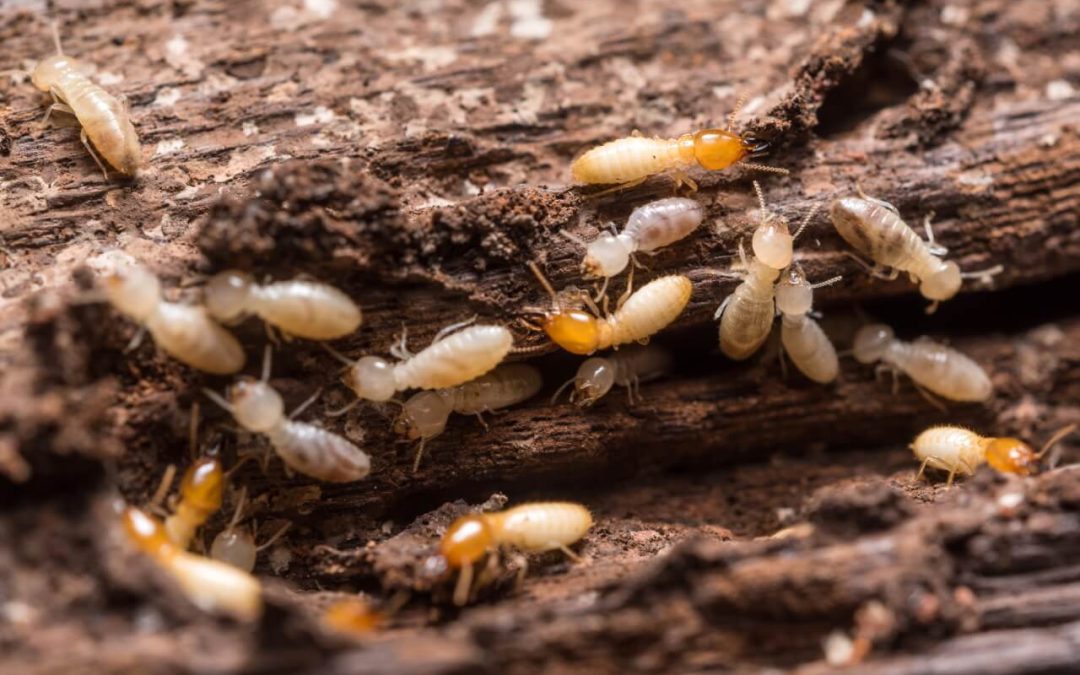 The Fundamentals You Need to Prevent Termites at Home